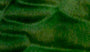 Forest Green Burst